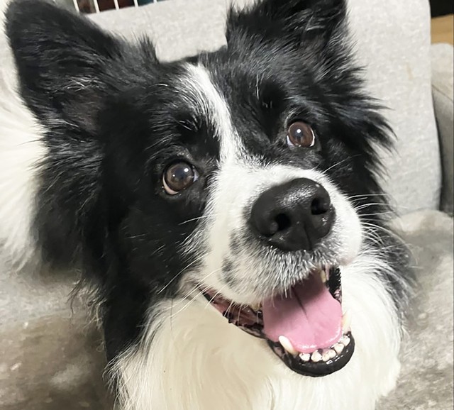 3度飼い主が変わり、再度行き場を失うこととなったボーダコリーの楓汰くん