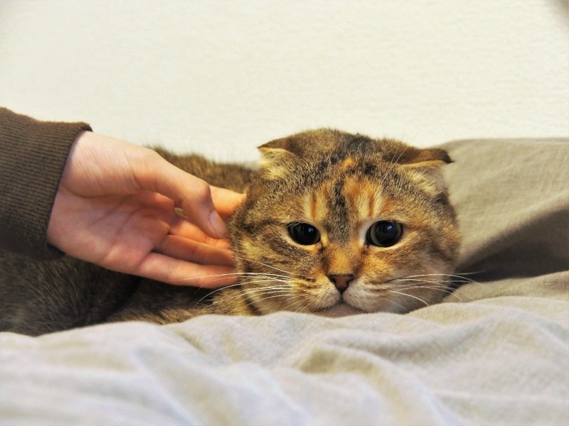 まだちょっととまどいながら、新しい家族の愛情を一身に感じる日々