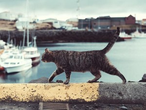 ひとり旅をしようと猫島へ。2人組のおじさまと素敵な出会いをした
