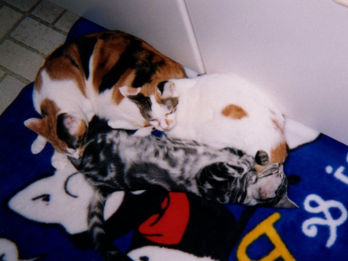 こもりが大得意なミケ子とミケちゃんとセナ