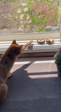 おそるおそる…左前足を干ししいたけに向けてのばす猫さんですが…（画像提供／はなださん）