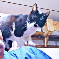 大きくなっても肩乗りは得意なまぎちゃん（画像提供：hiro_8083さん）