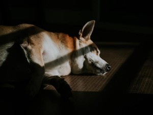 引きこもりの私。トムがいたから、外に出て、人と会い、写真を始められた