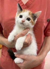 動物病院にいたころのミミちゃん（松屋夏輝さん提供）