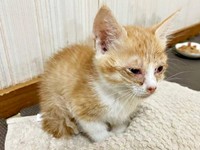 結膜炎にかかっていた月ちゃん（画像提供：たちつてとさん）