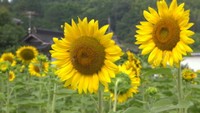 岡山・鏡野町下原　18日