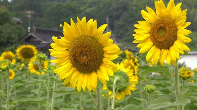 岡山・鏡野町下原　18日