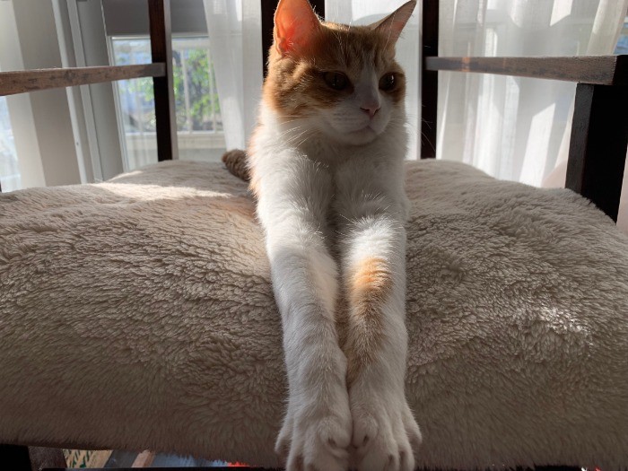 お行儀のいいごろりん