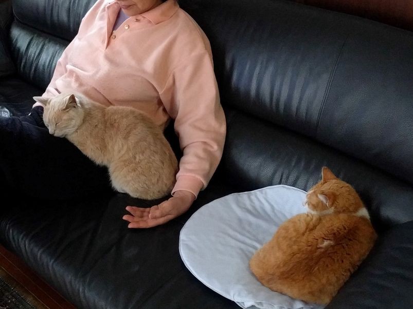 軒下の「間借り猫」その後　距離はぐっと近づき、家の中も行き来