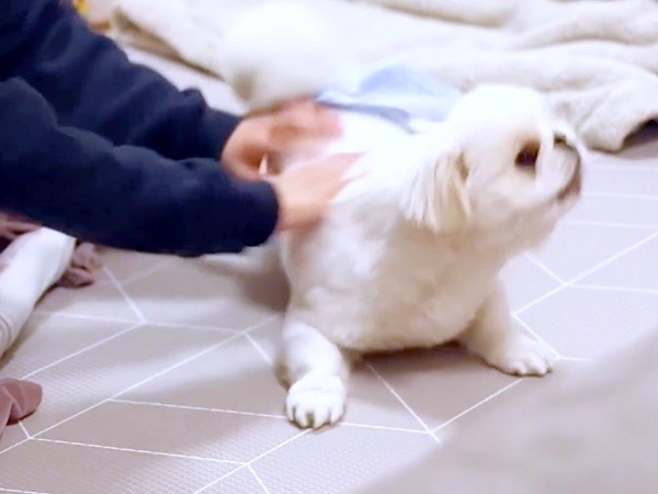 あわてて起きるぷんちくん（画像提供：ペキパグのぷんちさん）