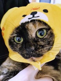 トラの被り物を試してみたぽんずちゃん（画像提供：きのひとまるさん）