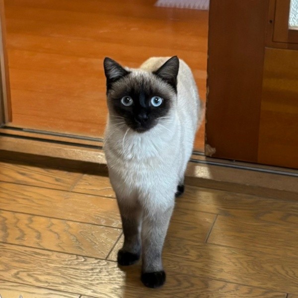 飼い主さんがフェイスパックをしているのを見て驚くおこげちゃん（画像提供：コハちゃん）