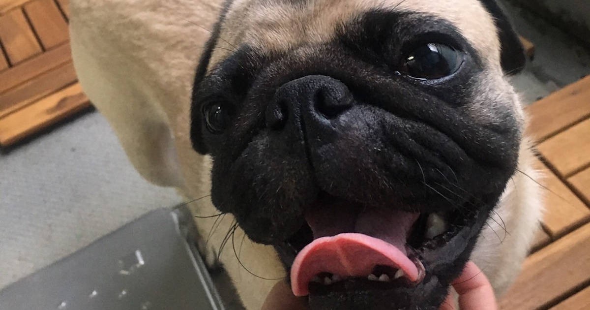 強さは欠点じゃない」 暴れん坊パグ、世界を知り、強くて優しい“カッコ