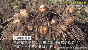 究極のねっとり感　幻のサトイモ・上伊場野里芋が収穫最盛期　宮城・大崎市
