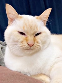 涼しげな表情が素敵なチャーリーくん（画像提供：half&herbさん）