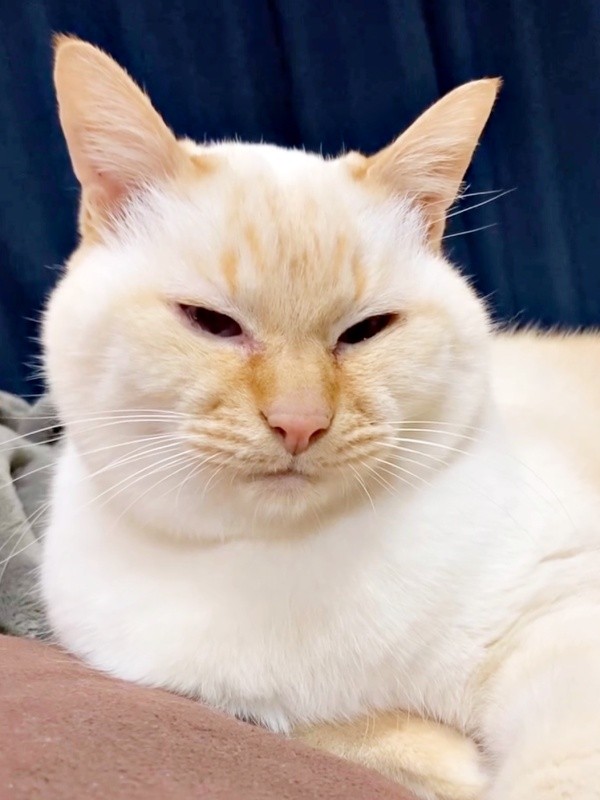 涼しげな表情が素敵なチャーリーくん（画像提供：half&herbさん）