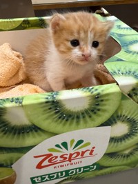 5月にまだまだちっちゃいきなこちゃんが、キウイの箱に入って、動物病院に連れて来られました。