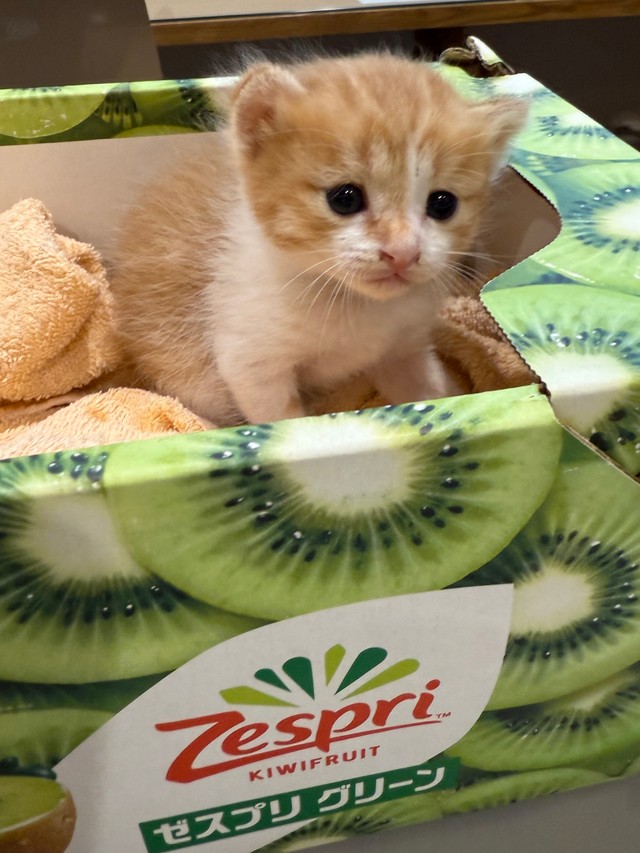 5月にまだまだちっちゃいきなこちゃんが、キウイの箱に入って、動物病院に連れて来られました。