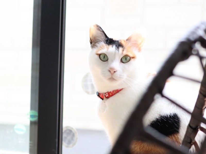 公園に捨てられていたところを保護された小梅（にゃんさん提供）