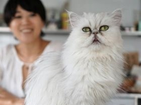 ７５番目に救出されたペルシャ猫　今は優雅に“お姫様暮し”