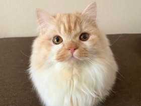 ごはん、くれないかニャ…　目で訴えてくるマンチカン「マロン」