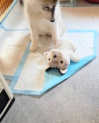 飼い主さんにぬいぐるみを取ってもらった六花ちゃん（画像提供：sakuraさん）