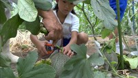 重さ1キロ！小学生がメロンの収穫体験　香川・小豆島