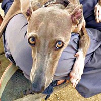 「ぼくのパパだもん」 プットくんが見せた行動が話題にプットくん（画像提供：プットさん）