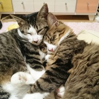 杏子ちゃんを助けられそうにないと、りんりんちゃんに泣いて謝る日々だった