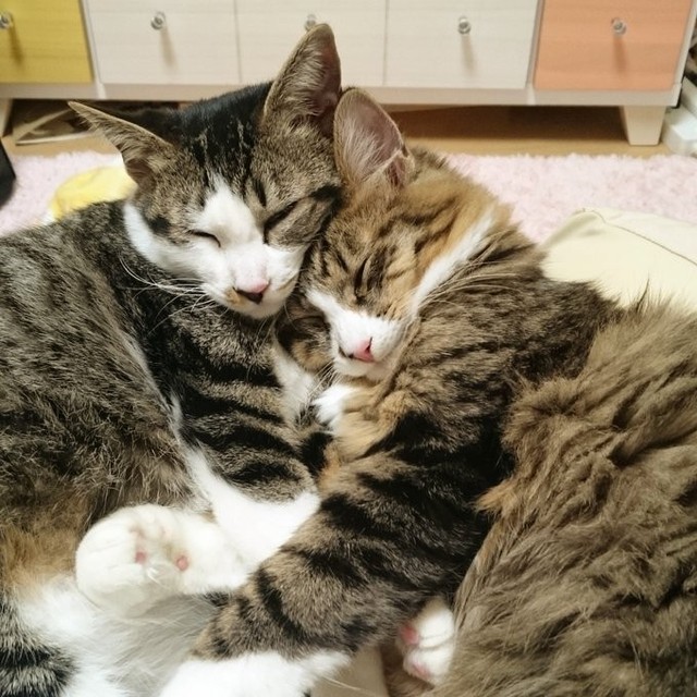 杏子ちゃんを助けられそうにないと、りんりんちゃんに泣いて謝る日々だった