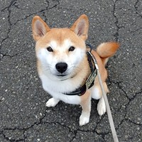 凛々しい顔つきが素敵なコテツくん（画像提供：なにゃーさん）