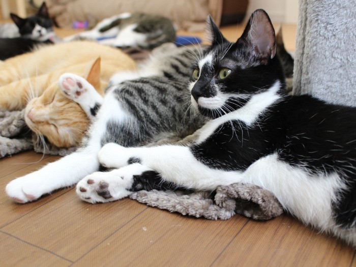 みんなで寝ると気持ちいい
