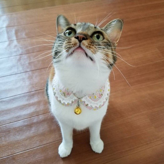 おもちゃを見つめるあどけない表情が可愛い