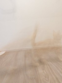 不思議写真が撮れた！？ 透明になったミクくん（画像提供：ぷくりさん）