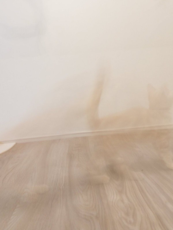 不思議写真が撮れた！？ 透明になったミクくん（画像提供：ぷくりさん）