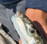 毒を持つセンニンフグ（さおりんごさん提供）