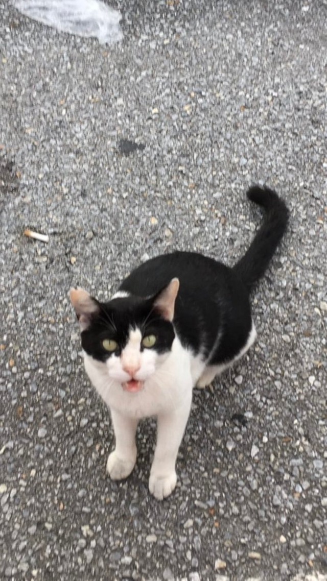 お外時代、ハニートーストさんを待っていた。＝ハニートーストさん（@hanichan_u_m）提供
