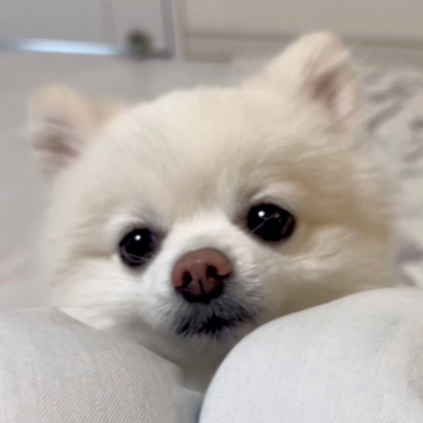 お耳をぴょこんと立たせて見せてくれたぽんちゃん（画像提供：ぼく、ポメラニアンのぽんちゃん！さん）