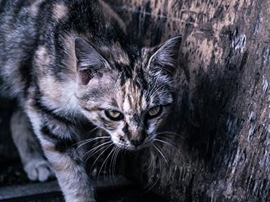 希少動物おそうノネコ、捕獲して譲渡できなければ「安楽死」も