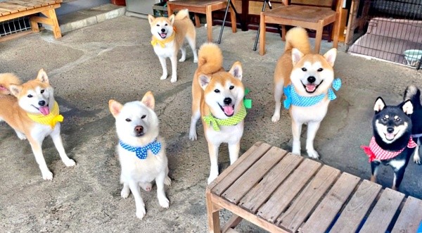 （後方）みかんちゃん、（手前左から）ゆずちゃん、Q太郎くん、笑太郎くん、茶太郎くん、りんごちゃん（画像提供：柴犬みかんと白柴Q太郎と佐藤さん）