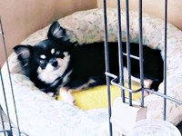 お迎えから6日目、ベッドで寝れるようになったみつ子ちゃん（画像提供：今日のぶんたとみつ子さん）