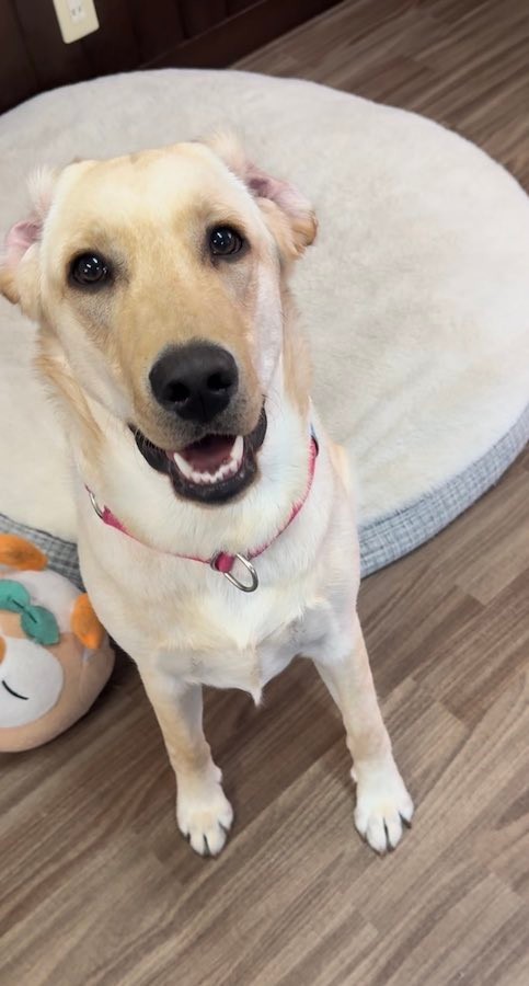 ウキウキしっぽで空き缶をリズミカルに打ち鳴らしていた、ラブラドール・レトリバーの男の子、ゴンくん（画像提供：おこめつぶ（ぷく） さん @BQx6DDsrtCKst3Z）