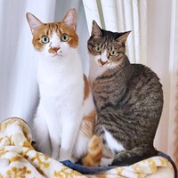 めずらしく仲良く居場所をシェアする（左から）ビスケットくんとソックスくん（画像提供：ソックスとビスケットさん）