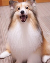 ドライヤー後、ふわっふわの「乾燥エリンギ」になったくぬぎちゃん（提供：しゃべる乳酸菌ちゃんさん）