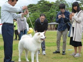 「ザギトワ効果」で秋田犬が大人気　一方で飼育放棄も絶えず　