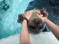 トレーニング中のアラレちゃんの別角度。手も可愛い（提供：海遊館）