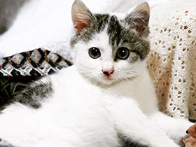 生まれつき体が弱くても明るく強い　キジ猫「たま」は大切な家族