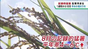稲の収穫１週間から１０日早めるよう農家に求める　記録的な猛暑を受けて宮城県