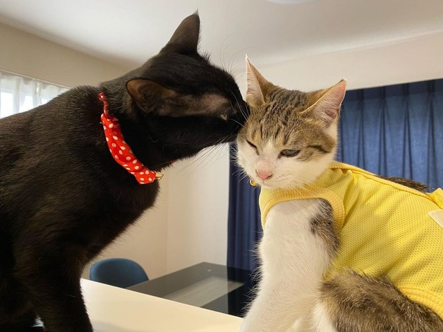 ルナちゃんにチュッされる