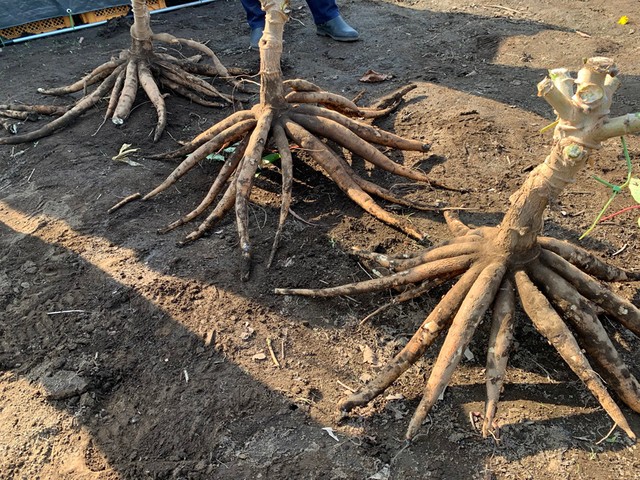 根そのものが芋になっているみたいで面白いですね（提供：てるてるさん）